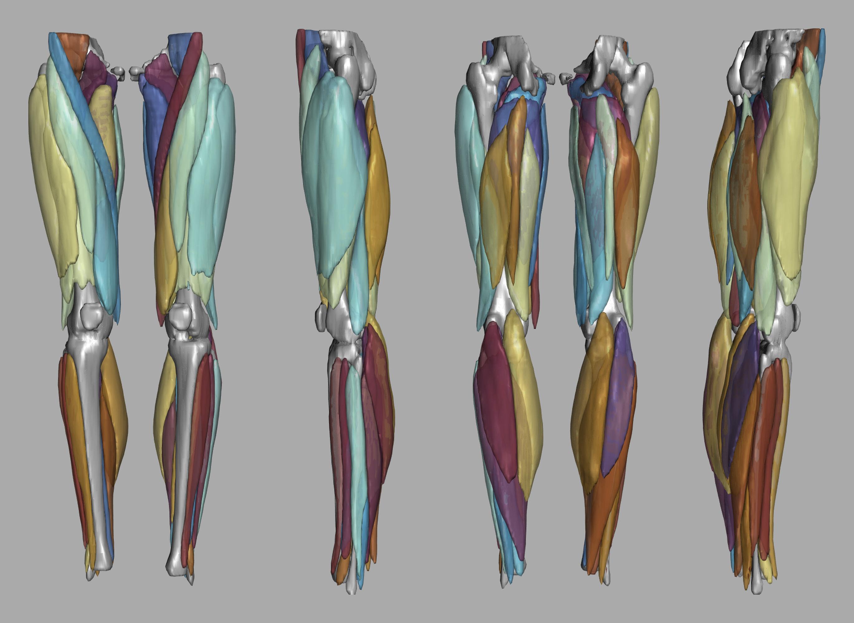 3D render of automated muscle segmentation labels generated using a CNN UNET.